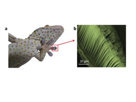 飞檐走壁的小小壁虎带给我们功能多多的微型机械手