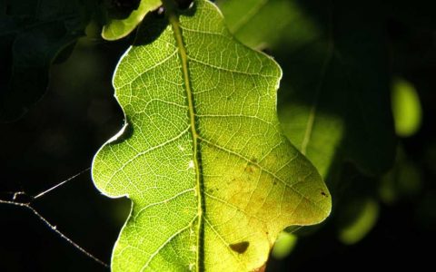 充电电池新突破：橡胶叶