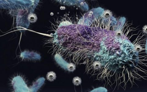 电子材料特刊:惊呆了!花粉和电池竟然有 “奸情”?