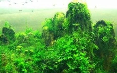 藻类生物燃料还不能实现大规模生产