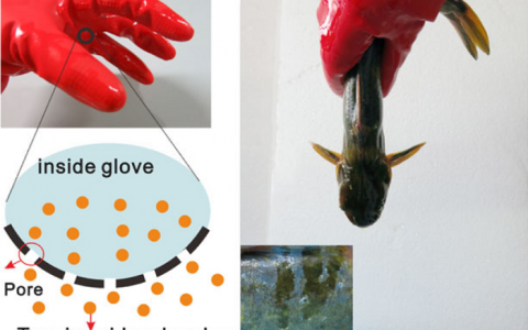 借鉴口干舌燥 兰州化物所教我们怎么科学地抓滑鱼