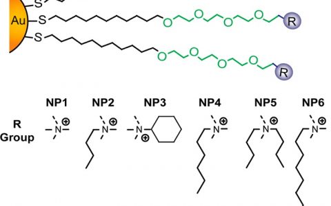 ACS Nano文献解读：通过纳米粒子的表面官能化和“蛋白质电晕”现象规则识别巨噬细胞