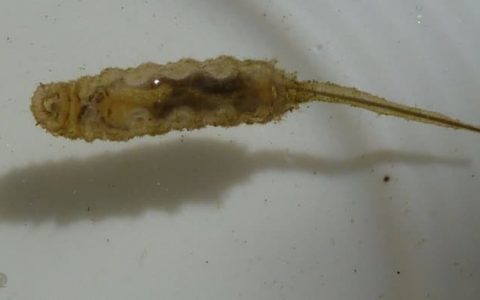 来自蛆虫的馈赠：新型抗菌材料