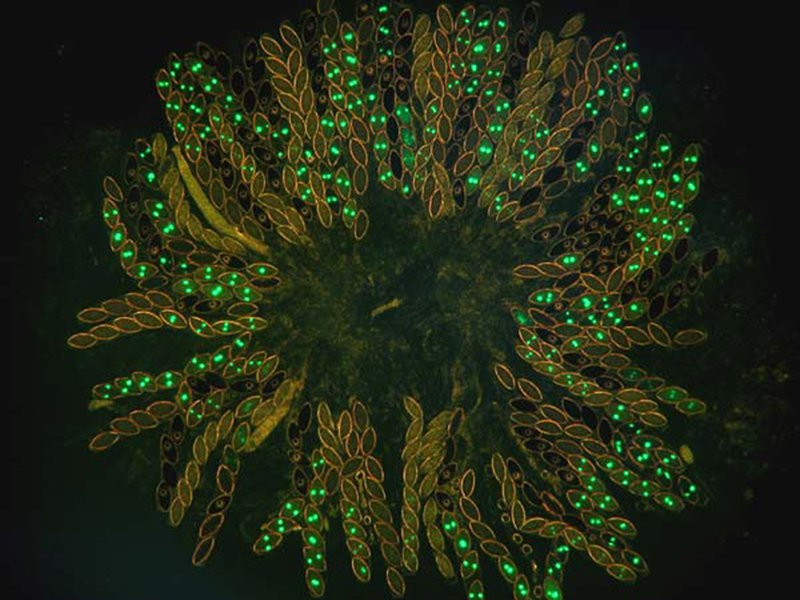 neurospora-crassa.jpg__800x600_q85_crop