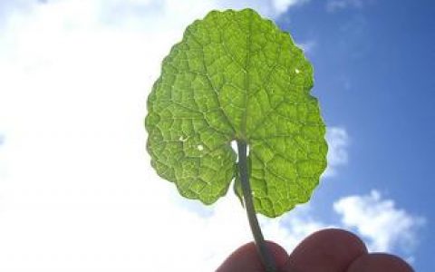 想要逆转未来？先逆转光合作用吧