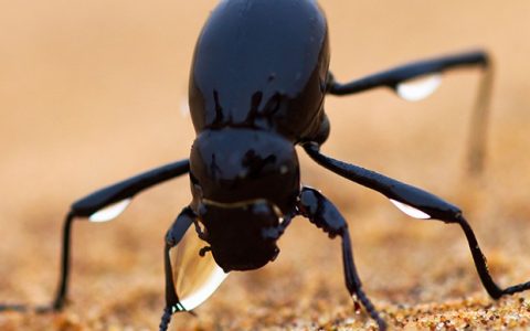 凝水借力——你不知道的仿生学节能之路