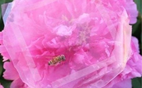 #新能源周报#磷烯固材助力锂硫电池