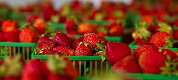 超薄蚕丝涂层,让水果和冷藏说bye-bye!