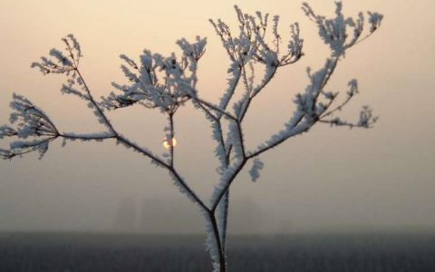 冰点之上也可制冰——看细菌来大显身手