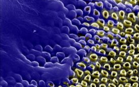 Small文献导读：碳纳米管大幅改良基因转移工程