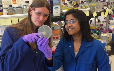 科学家用预处理的植物材料来生产高级生物燃料