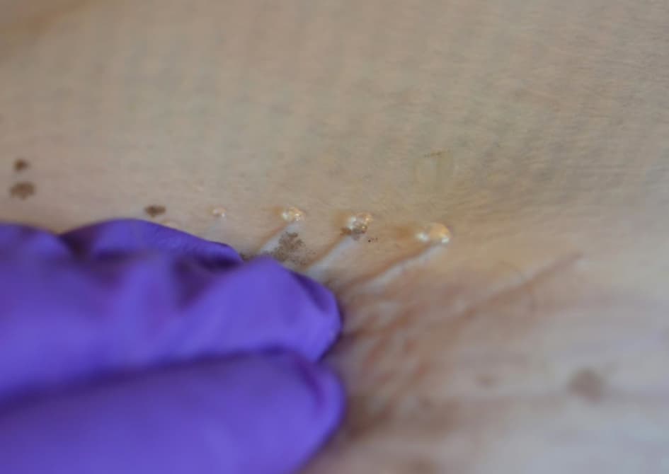 sharkjelly-1