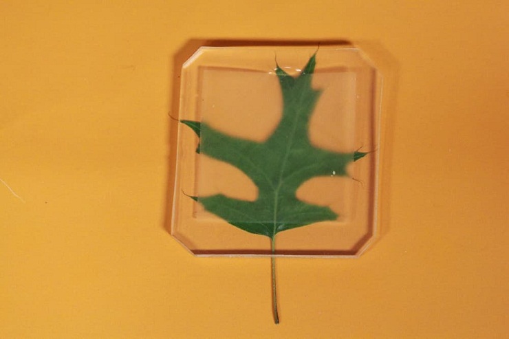 transparent-wood-glass-5