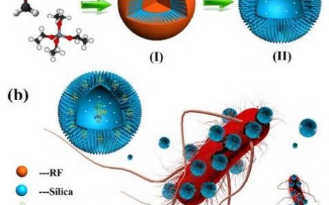 顶刊动态丨Nature子刊/PNAS/JACS/Angewandte等生物材料学术进展汇总(4.27-5.5)
