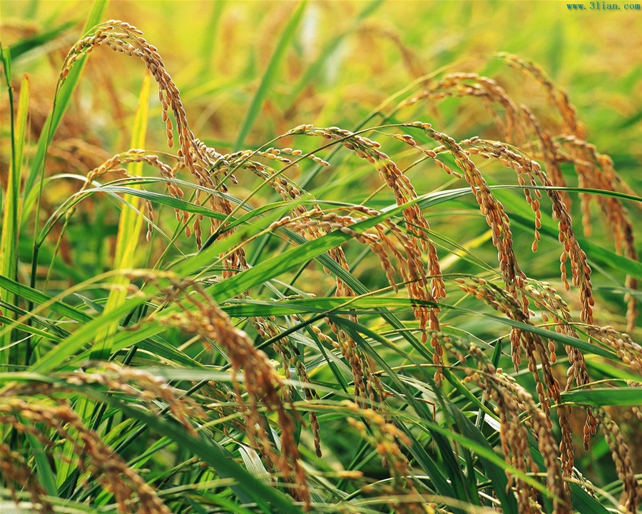 不需再“浪费”粮食啦！澳洲小伙伴已经用高粱秸秆制造生物乙醇了