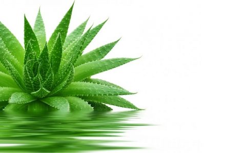 西建大云斯宁教授生物质能进展 芦荟叶片厌氧发酵