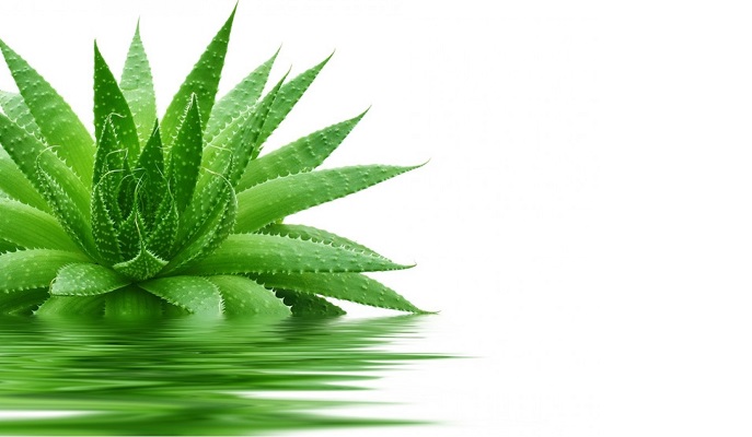 Aloe-vera