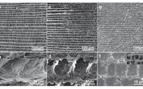 Advanced Material: 北航仿生智能界面重点实验室研发出“仿贝壳连锁骨架”结构复合材料
