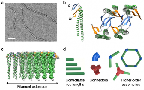 Nature Communication:几何组装超稳定蛋白模板可用于制备纳米材料