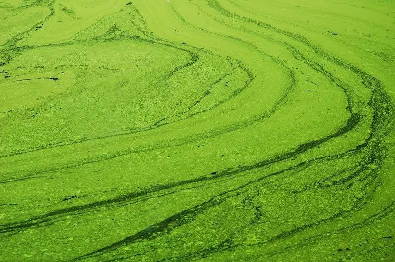 algae.jpg__800x0_q85_crop