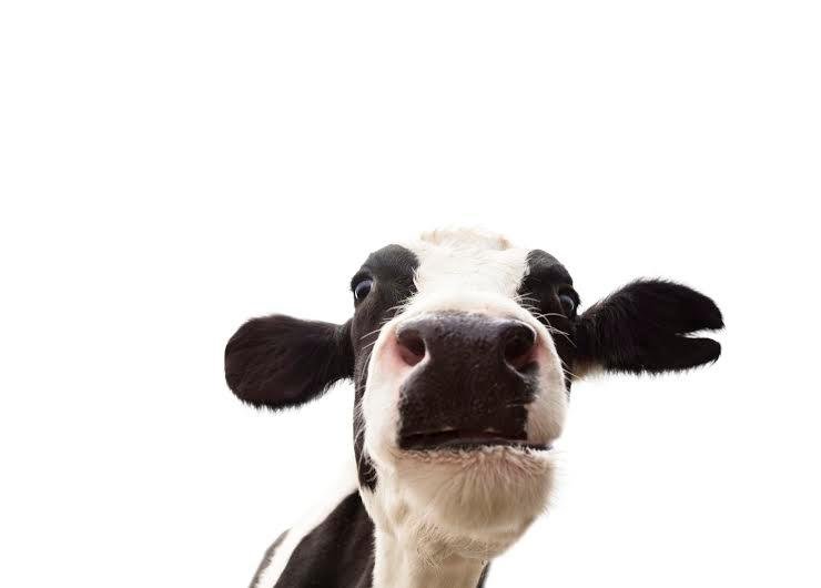 cow.jpg__800x0_q85_crop