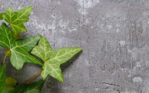 美科学家解开了常青藤超强的攀附能力的秘密