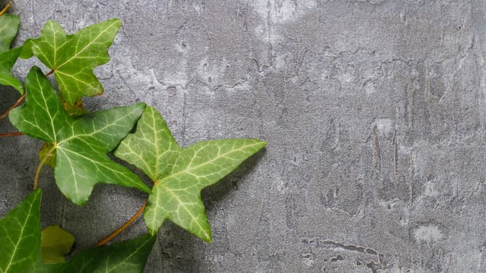 ivy-1