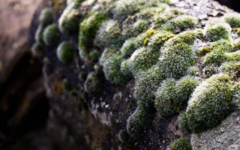 从未见过的绿色体验——会呼吸的混凝土