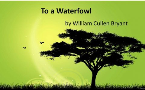 水鸟进食非吮吸，Science说是吧唧嘴——水鸟啄食的毛细棘轮效应