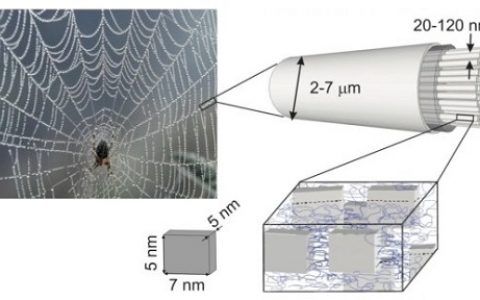 新发现：蛛丝中的“声子禁带”