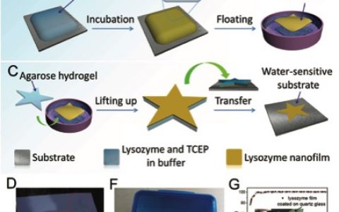 Advanced Materials：二维蛋白质超分子纳米薄膜意外的功能