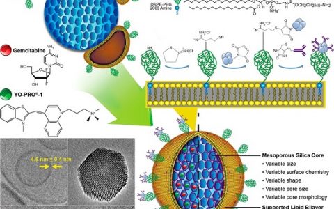 ACS Nano 脂质体包裹介孔硅纳米粒对白血病细胞的主动靶向递药