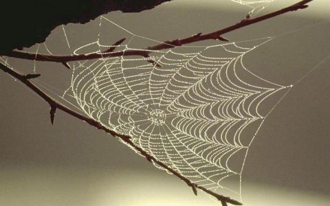 Nat. Mater. 蜘蛛丝“技能包”来袭——超音速声子禁带 助力高强度纤维材料