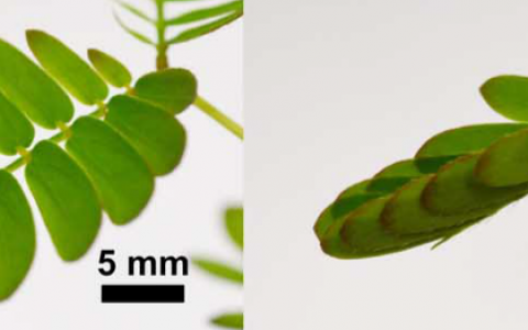 Science Advance 澳大利亚纳米技术研究所与城大共同研制类含羞草的定向自组织机制膜层