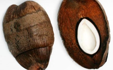 学椰子 造“梯子” 建房子