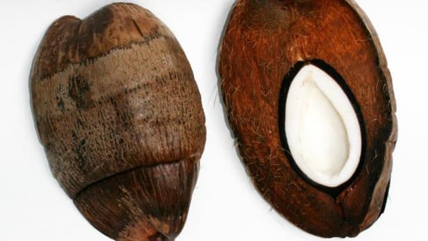 coconut-shell-strength-1