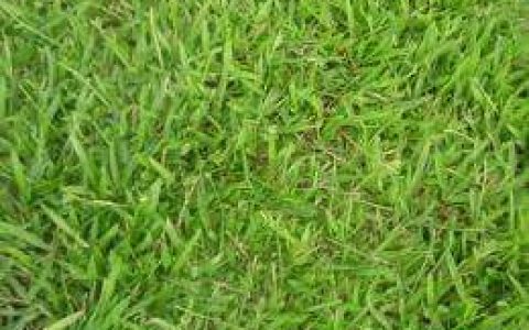 研究人员发现仅用光和廉价催化剂由草制氢的新方法