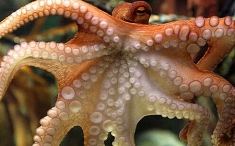 受章鱼启发的智能粘结剂可用于柔性电子元器件