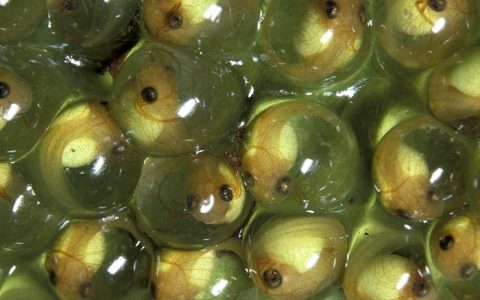 Adv. Mater.锂电池创新成果:受大自然启发长春应化所开发柔性电极材料