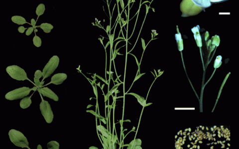 利用绿色植物产生太阳能？探测炸弹或污染物？