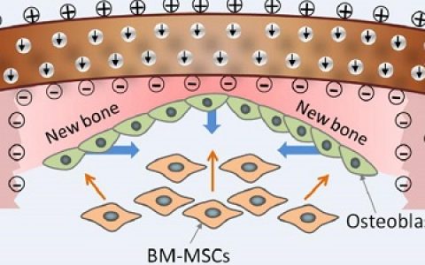 顶刊动态 | AM/JACS/ACS Nano等期刊生物材料最新学术进展汇总【160724期】