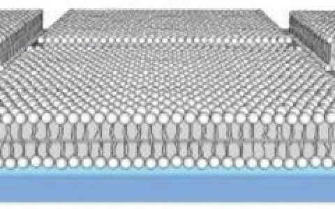 顶刊动态 | Nature子刊/Angewandte/AM/ACS Nano等期刊生物材料最新学术进展汇总【160717期】