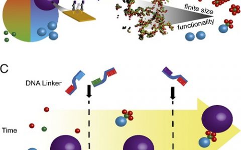 顶刊动态 | Nature子刊/AM/JACS/Nano Letters等高分子材料学术进展汇总【第13期】