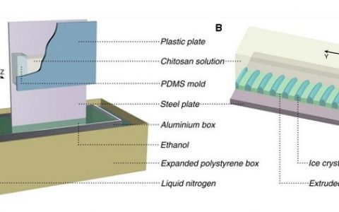 Science重磅: 中科大俞书宏教授 介观尺度“组装与矿化”合成人工贝壳