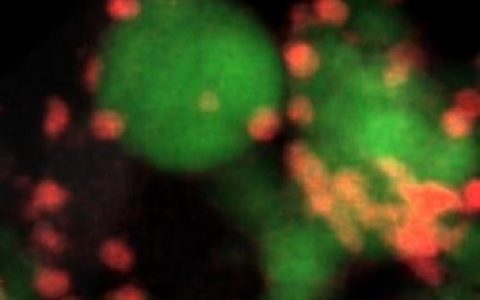 硅-锡复合负极材料,锂电池性能大变身!