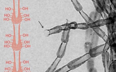 药物缓释载体：新型碳纳米锅状材料