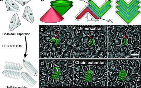 顶刊动态 | AM/Macromolecules等高分子材料前沿最新科研成果精选【第16期】