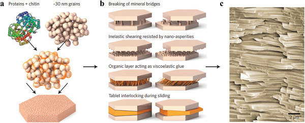 fig1