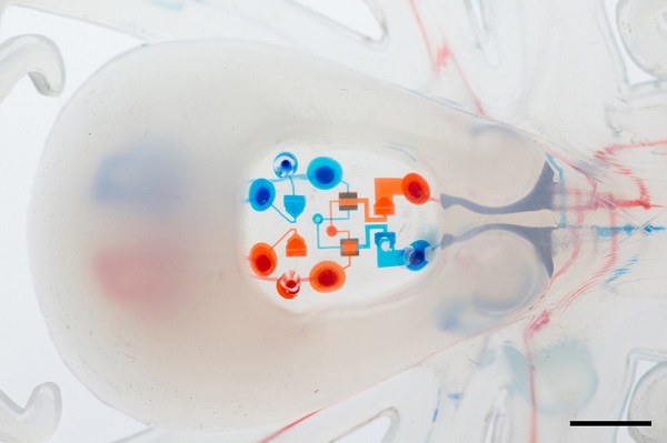 Nature: 世界首个全软体自主机器人问世