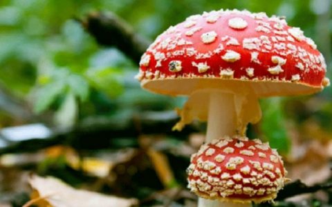 真菌与电池的故事